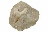 Otodus Shark Tooth Fossil in Rock - Eocene #230916-1